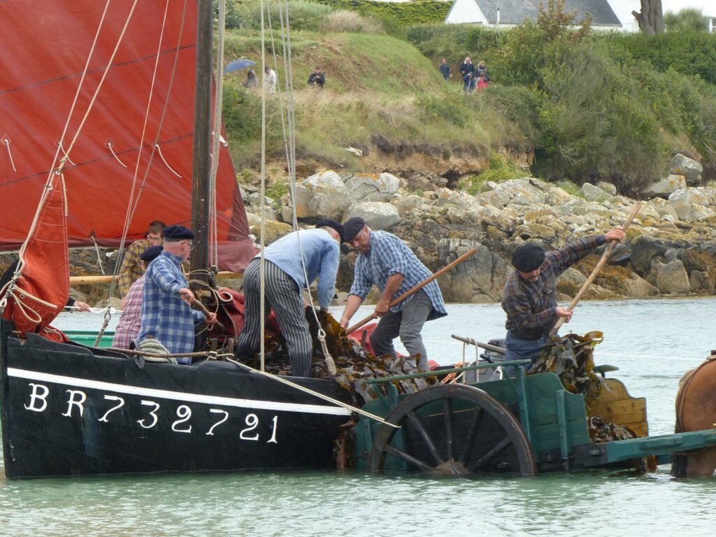 Fête des goémoniers à Plouguerneau © Ecomusée des goémoniers et de l’algue